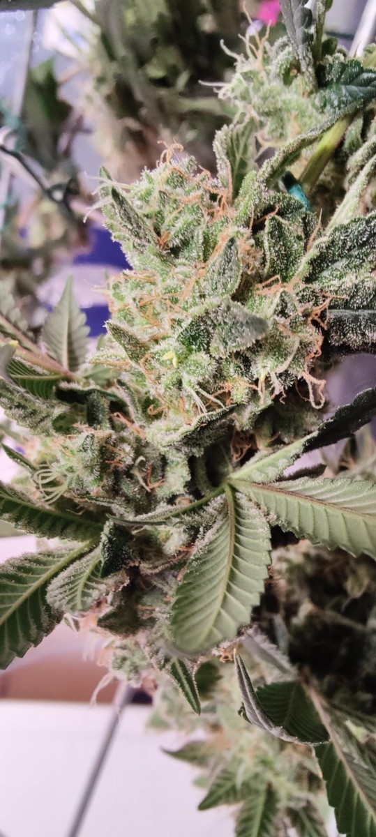 signal-2023-07-05-23-46-48-295