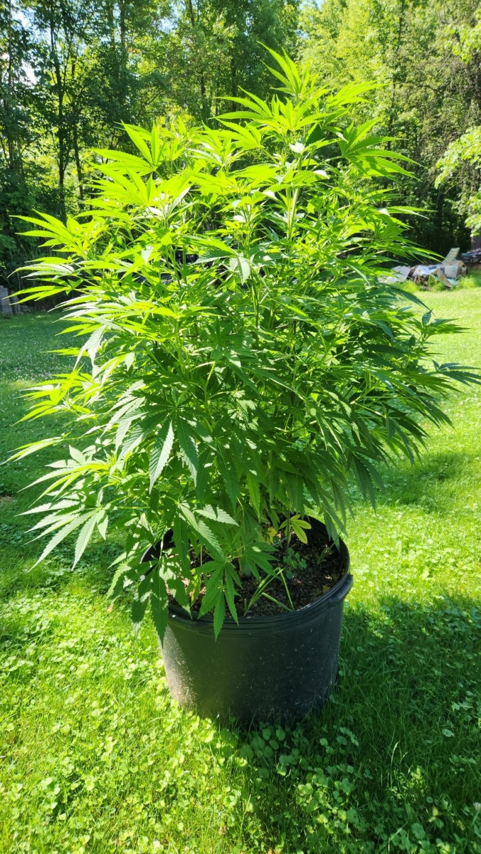 16890011901548227851658406188629