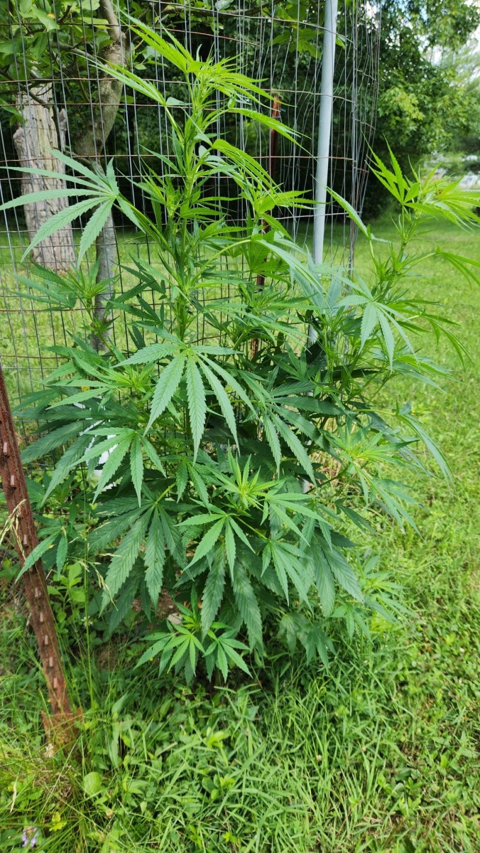 16890030056464278491547234035454