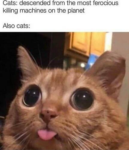 fc62de3e79df0364c15ed0e4fdddddd41851f777_2_431x500