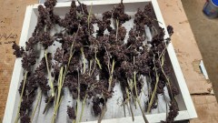 16892992415863979611283577531357