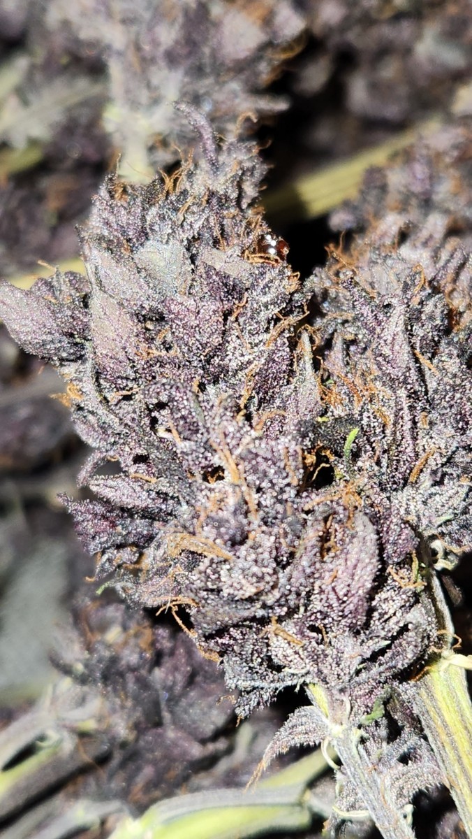 16892994186016092240497928593144