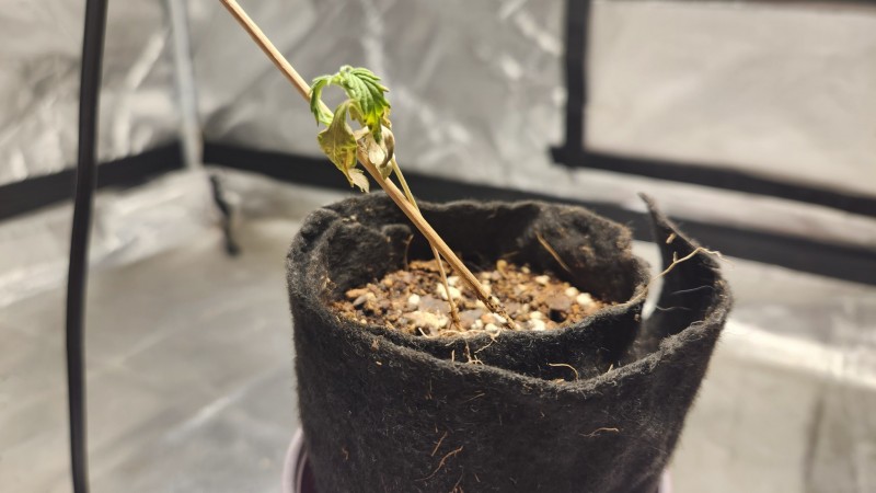 16895372597867892959265653435836