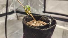 16895372597867892959265653435836