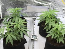 786A8ACD-F547-40D4-ACF6-525A8907BF69