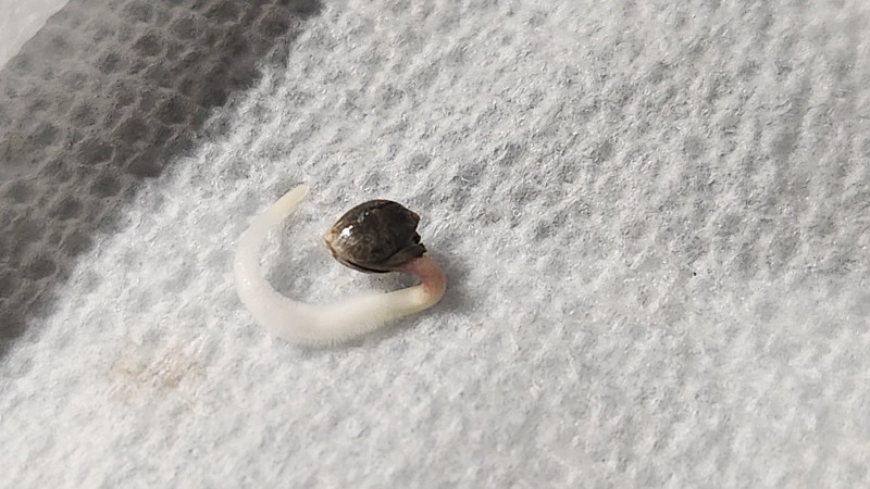 1689698285979509206465132952068