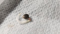 1689698285979509206465132952068