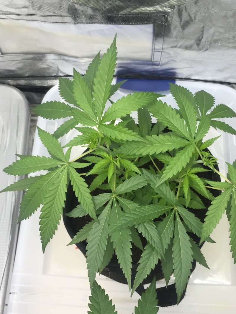 7D5DBE59-CCAE-440F-9208-959992ABC1E8