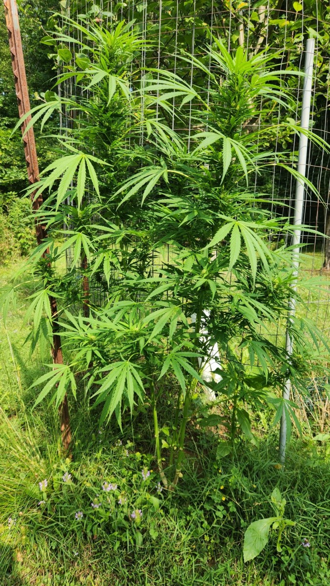 16905533437471786980241810510828