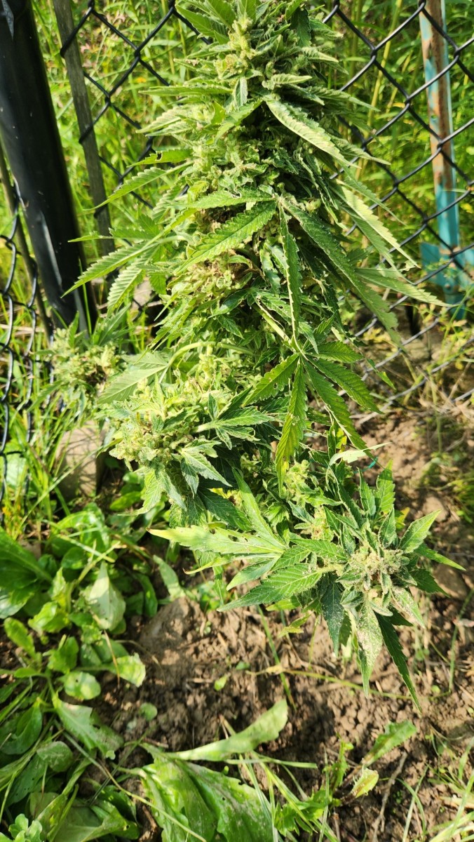 16905535869733298227524912319249