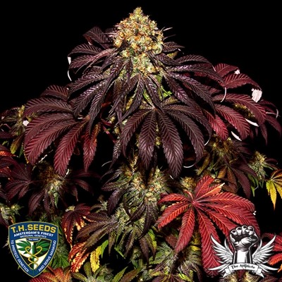 attitude-thseeds-straciatella_400x400