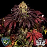 attitude-thseeds-straciatella_400x400