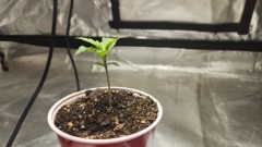 16905633802409037173085311611622