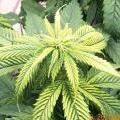 Zinc deficiency Cannabis