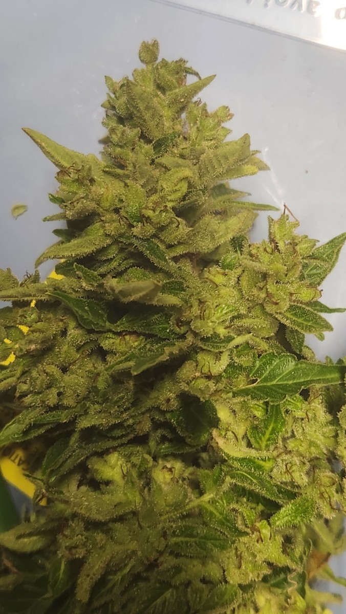 16908515251076923603451489521447