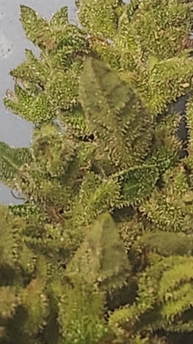 16908515864854189793858968988395