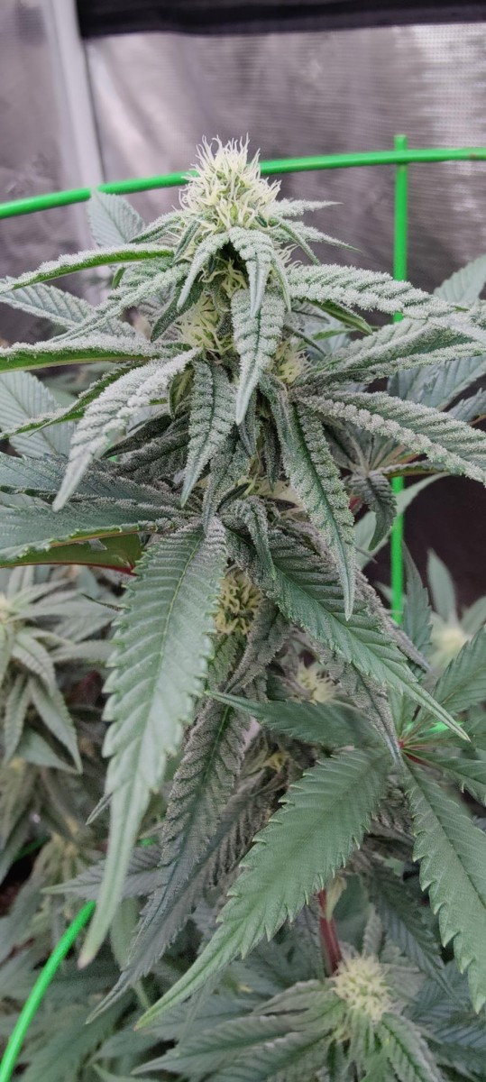 signal-2023-07-29-22-04-05-169