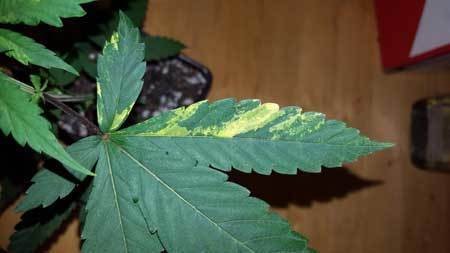 Tobacco Mosaic Virus (TMV) in cannabis