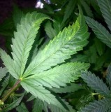 Tobacco Mosaic Virus (TMV) in cannabis