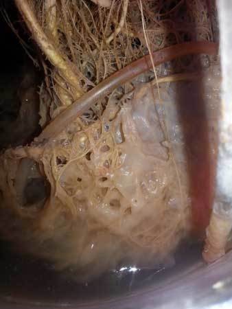 Root rot in Cannabis hydro dwc rdwc nft ebb and flow wilma recirculating systems and soil