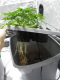 Root rot in Cannabis hydro dwc rdwc nft ebb and flow wilma recirculating systems and soil