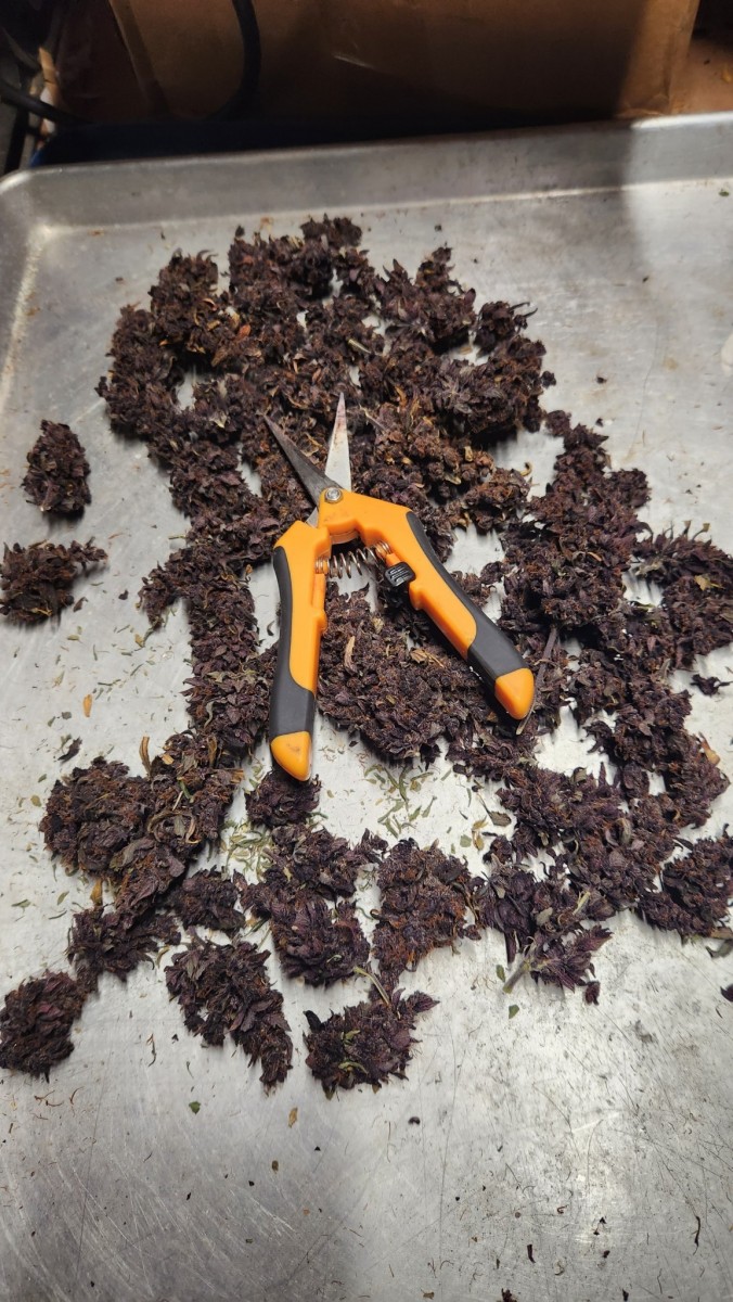 16911097283244305780555891051020