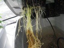 Root rot in Cannabis hydro dwc rdwc nft ebb and flow wilma recirculating systems and soil