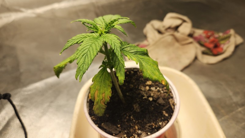 16911864136152361408762291655843