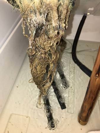 Root rot in Cannabis hydro dwc rdwc nft ebb and flow wilma recirculating systems and soil