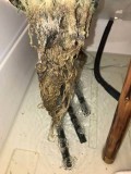 Root rot in Cannabis hydro dwc rdwc nft ebb and flow wilma recirculating systems and soil