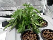 Root rot in Cannabis hydro dwc rdwc nft ebb and flow wilma recirculating systems and soil