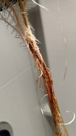 Root rot in Cannabis hydro dwc rdwc nft ebb and flow wilma recirculating systems and soil