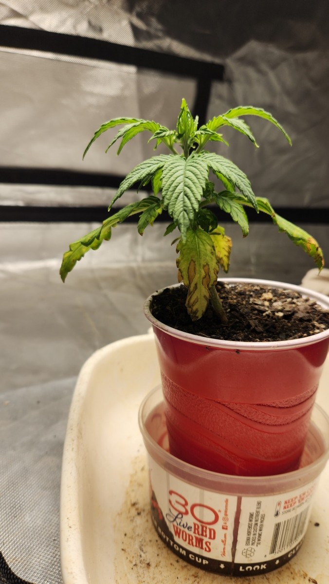 16914521656237627401801040640537