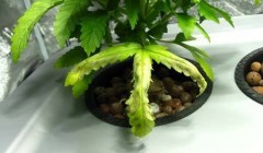 Root rot in Cannabis hydro dwc rdwc nft ebb and flow wilma recirculating systems and soil