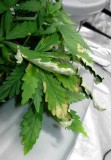 Root rot in Cannabis hydro dwc rdwc nft ebb and flow wilma recirculating systems and soil