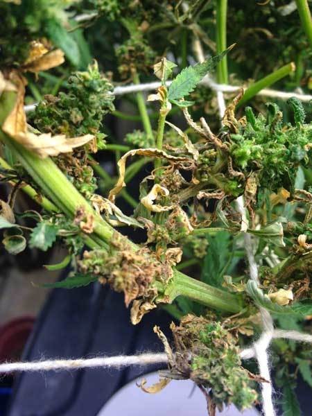 Root rot in Cannabis hydro dwc rdwc nft ebb and flow wilma recirculating systems and soil