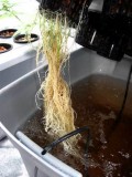 Root rot in Cannabis hydro dwc rdwc nft ebb and flow wilma recirculating systems and soil