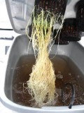 Root rot in Cannabis hydro dwc rdwc nft ebb and flow wilma recirculating systems and soil