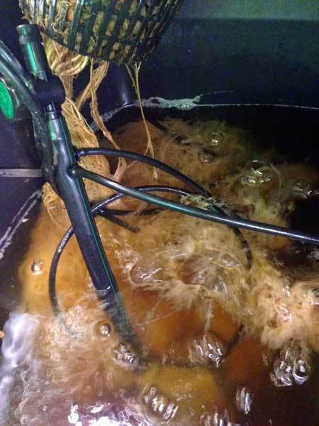 Root rot in Cannabis hydro dwc rdwc nft ebb and flow wilma recirculating systems and soil