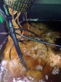 Root rot in Cannabis hydro dwc rdwc nft ebb and flow wilma recirculating systems and soil