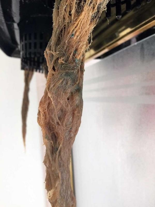 Root rot in Cannabis hydro dwc rdwc nft ebb and flow wilma recirculating systems and soil