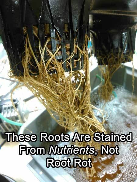 Root rot in Cannabis hydro dwc rdwc nft ebb and flow wilma recirculating systems and soil