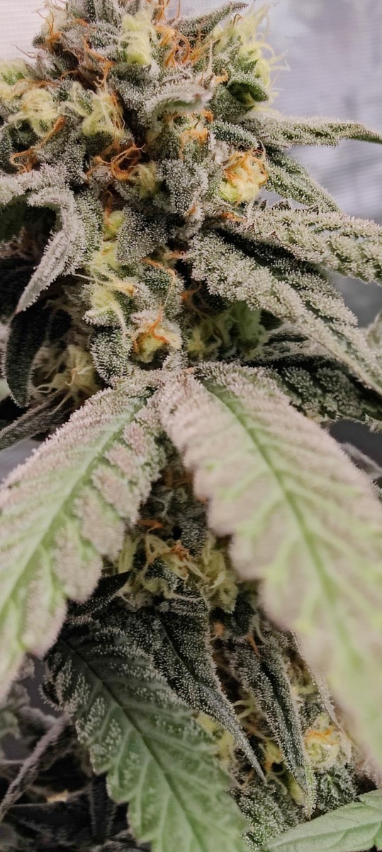 signal-2023-08-12-23-22-52-668