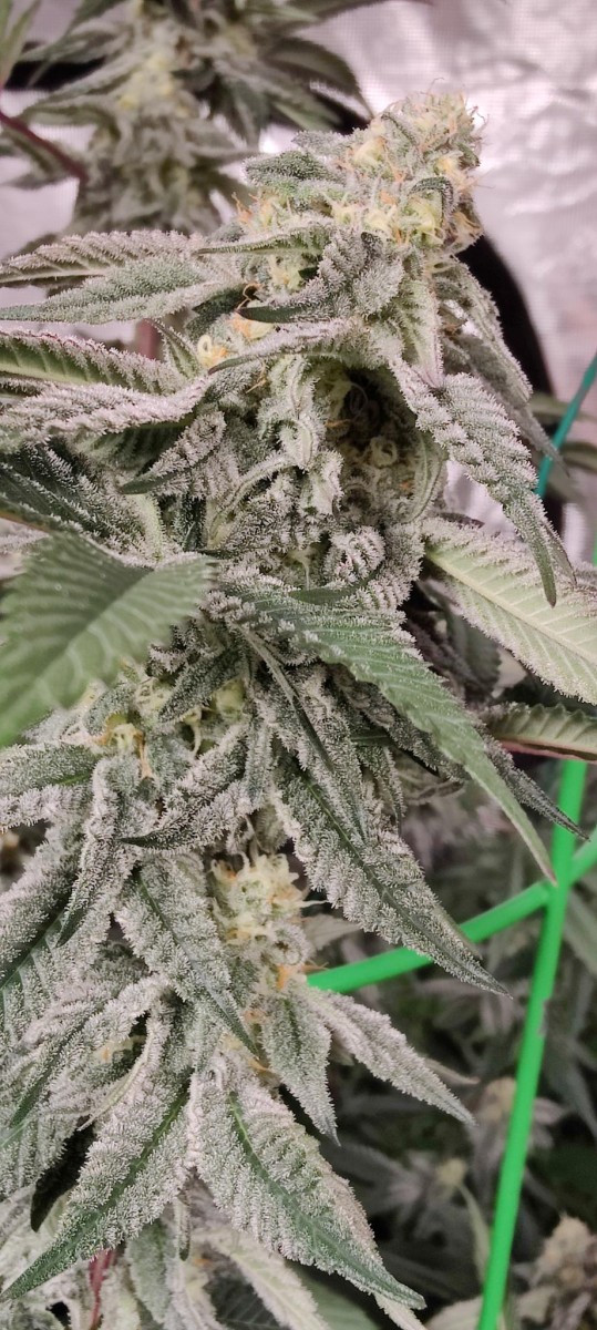 signal-2023-08-11-23-10-54-140