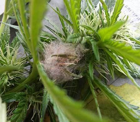 fluffy-white-bud-rot-cannabis