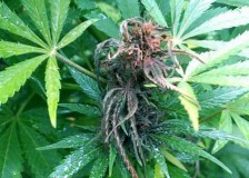 small-cola-bud-rot-wet-cannabis