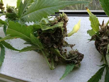 bad-case-bud-rot-cannabis