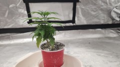 16922166576722147061108974650474