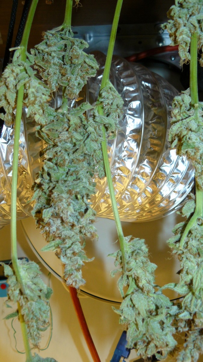 drobes and harvest 20 08 23 004