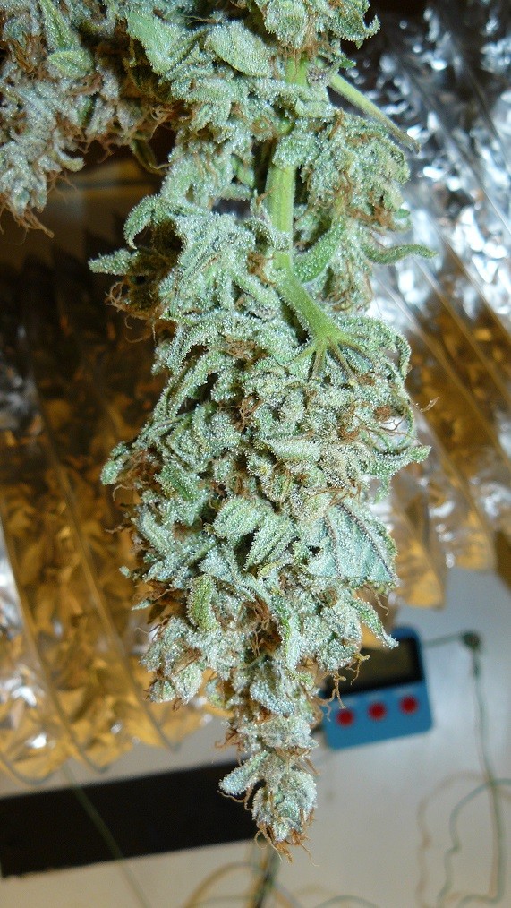 drobes and harvest 20 08 23 005